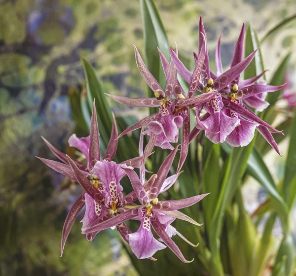 Orchidea di Brassia — Foto Stock