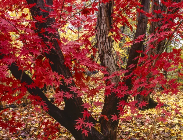 Japanese maple tree, Acer palmatum — Stock Photo, Image