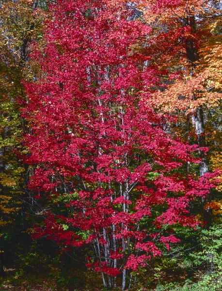 Ormandaki sonbahar kırmızı akçaağaç — Stok fotoğraf