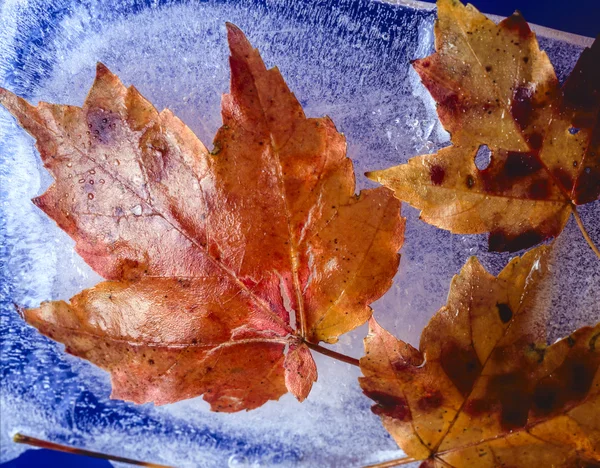Mrożone jesień liść klonu — Zdjęcie stockowe