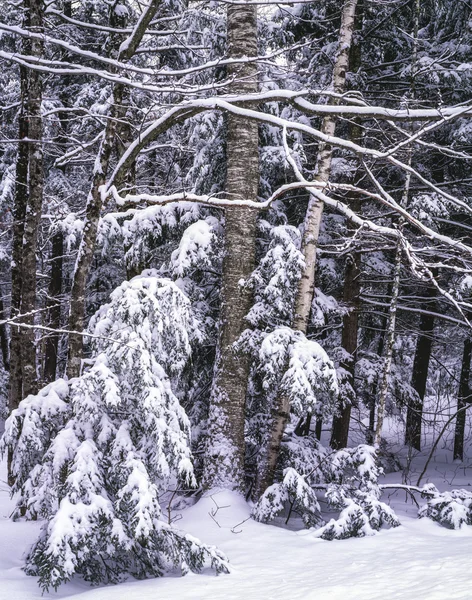 Betulla dopo agitazione di neve — Foto Stock