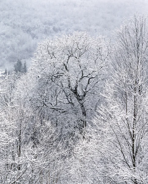 New Hampshire vue Montagnes Blanches après tempête de neige — Photo