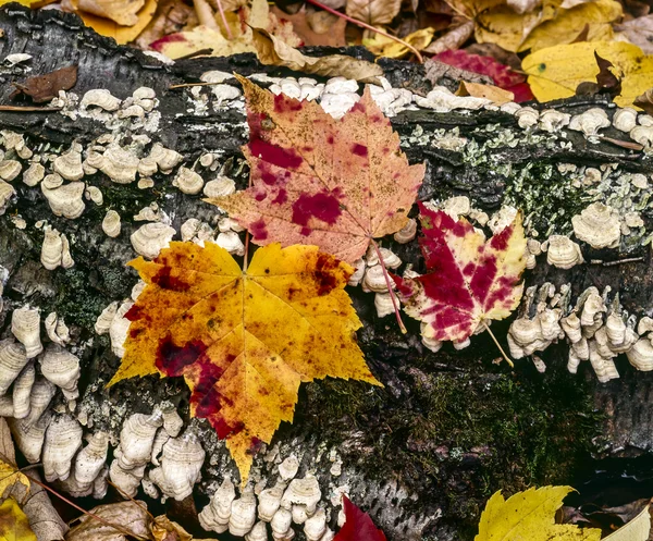 Осіннє кленове листя на колоді — стокове фото