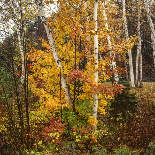 Herfst weergave in bos — Stockfoto