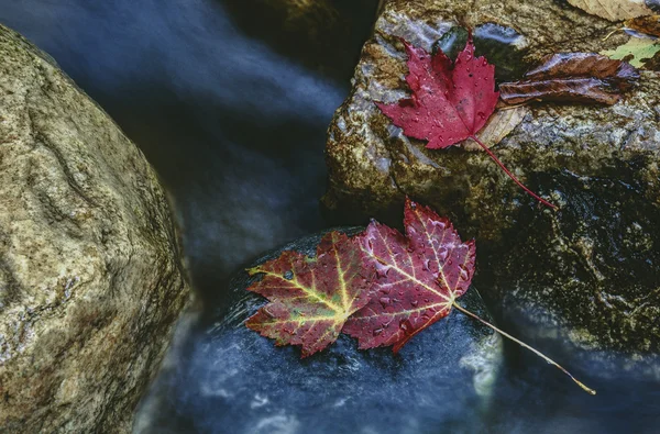 stock image Autumn leaves