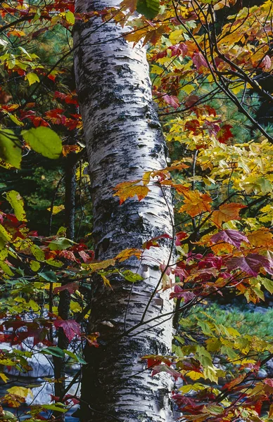 Betula papyrifera (papper Björk) hösten — Stockfoto