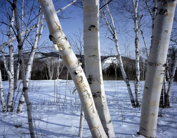 New Hampshire; Beyaz huş ağaçları kış — Stok fotoğraf