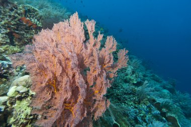 Endonezya gorgonian deniz fanlar