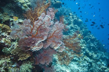 Endonezya gorgonian deniz fanlar