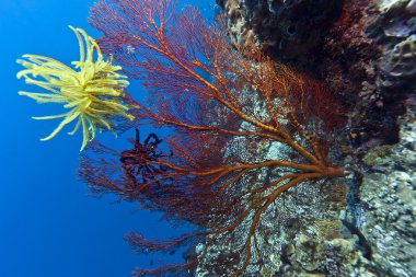 Crinoid on Gorgonian fan clipart