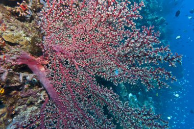 Gorgonian fan