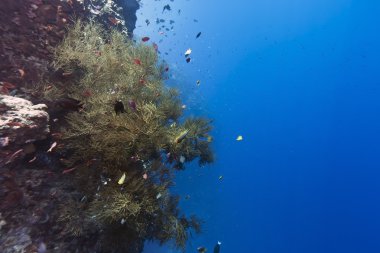 Siyah mercan bunaken Adası