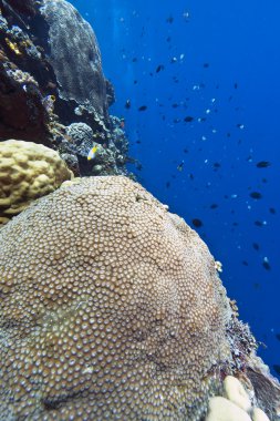 mercan bunaken adadan duvar