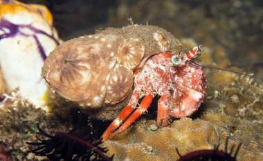 Anemone Hermit crab clipart