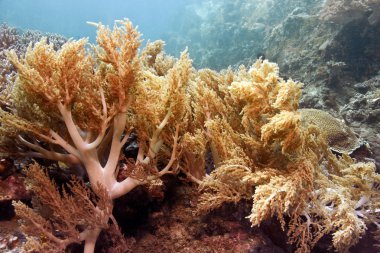 dendronepthya yumuşak mercanlar