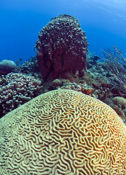 Кораловий риф — стокове фото
