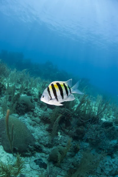 Sargento-mor dos recifes de coral (Abudefduf saxatilis ) — Fotografia de Stock