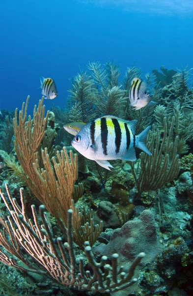 Sargento-mor dos recifes de coral (Abudefduf saxatilis ) — Fotografia de Stock