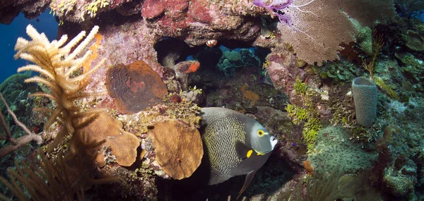 Recifes de Coral - Angelfish francês (Pomacanthus paru ) — Fotografia de Stock