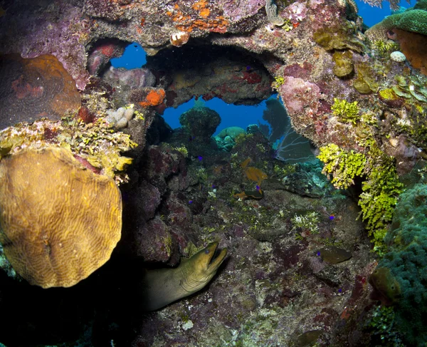 Stock image Coral reef - Green Moray (Gymnothorax funebris)