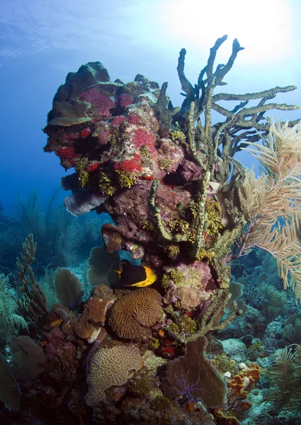 Rafa koralowa - skały uroda ryb — Zdjęcie stockowe