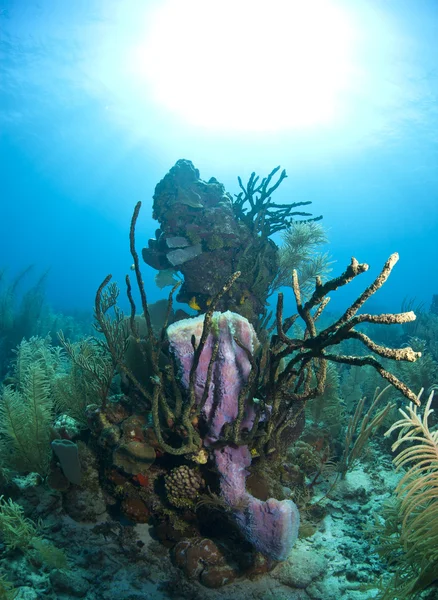珊瑚礁-紫色花瓶海绵 — 图库照片