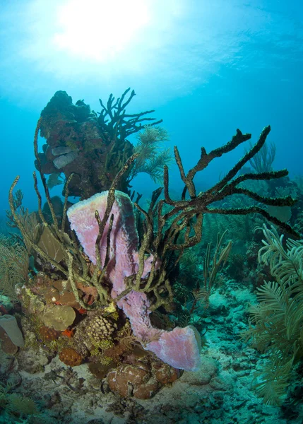 Barriera corallina - Spugna vaso viola — Foto Stock