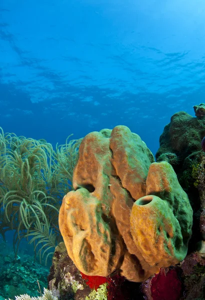 Coral reef - förgrening rör svamp (pseudoceratina crassa) — Stockfoto