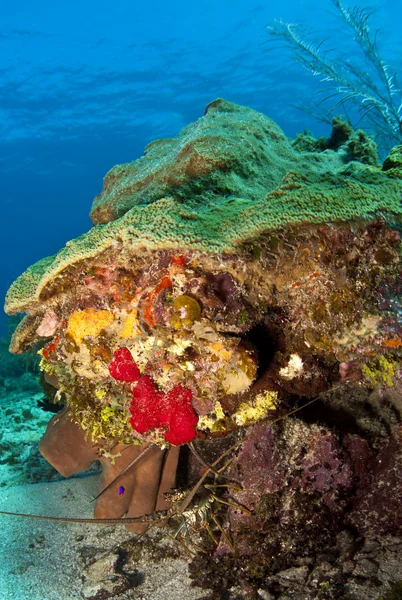 Arrecife de coral - Langosta espinosa del Caribe (Panulirus argus ) — Foto de Stock