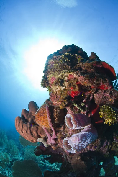 산호초-보라색 꽃병 스폰지 — 스톡 사진