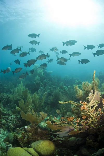 stock image Schooling chubs in Roatan