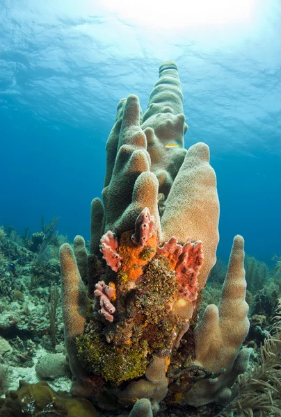 Pilar coral — Fotografia de Stock