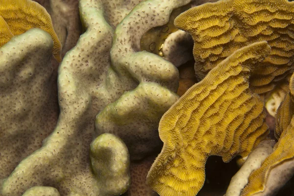 Салат кораловий вночі — стокове фото