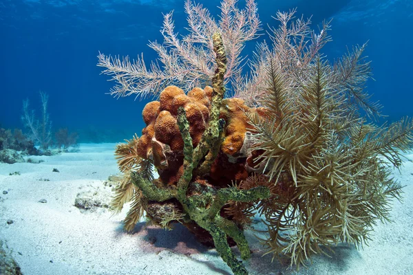 Pequeño jardín de coral — Foto de Stock