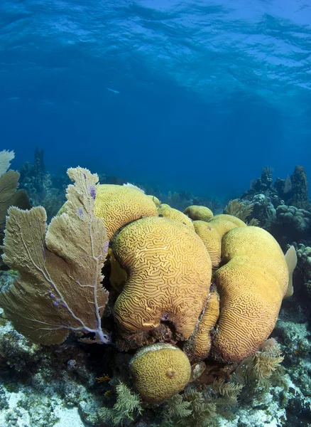 Koraal tuin met hersenen koralen — Stockfoto