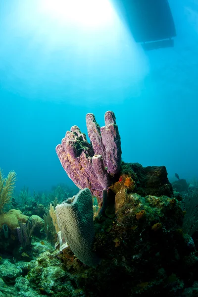 Коралловый сад с лодкой выше — стоковое фото