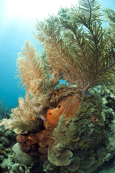 Korale miękkie — Zdjęcie stockowe