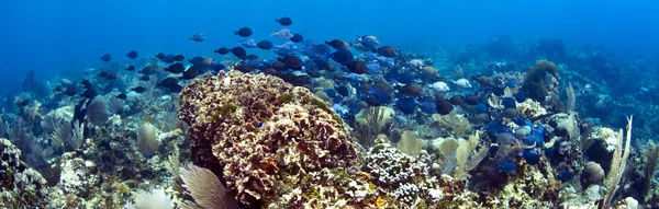 Mercan kayalığı panoramik — Stok fotoğraf