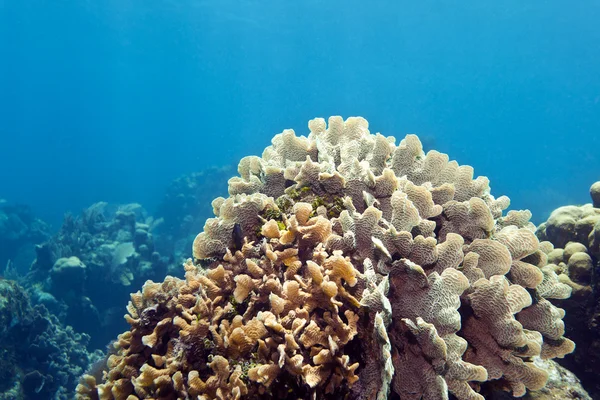 산호 정원 양상추 산호 — 스톡 사진