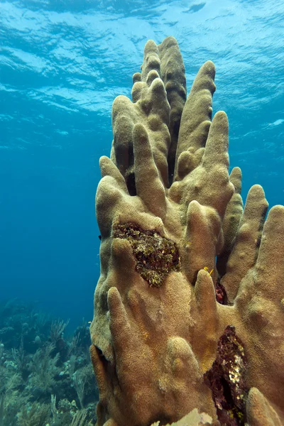 Столп кораллов — стоковое фото