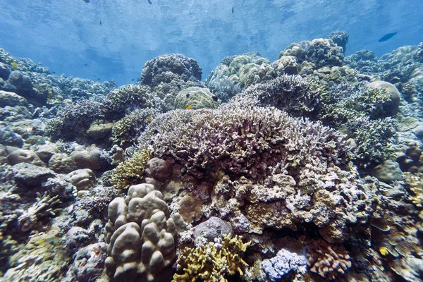 Coral gardens - Indonesia — Stock Photo, Image