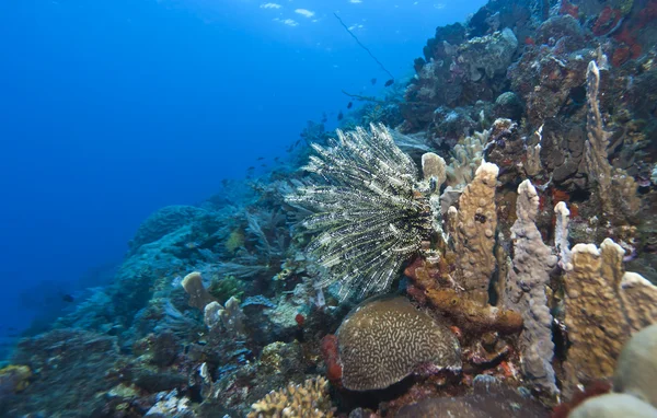 柳珊瑚的风扇上的海百合物种 — 图库照片