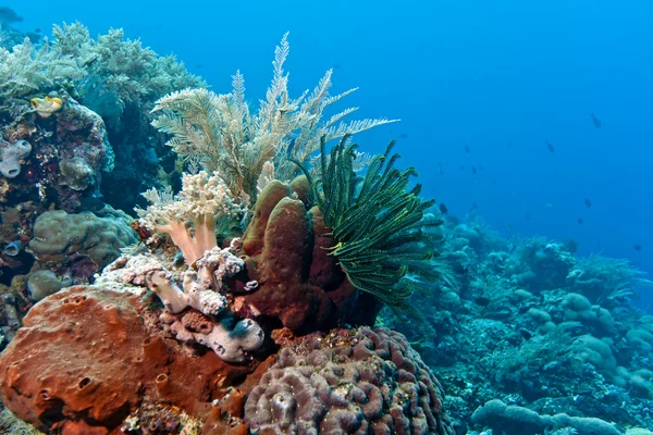 Coral garden Indonezja — Zdjęcie stockowe
