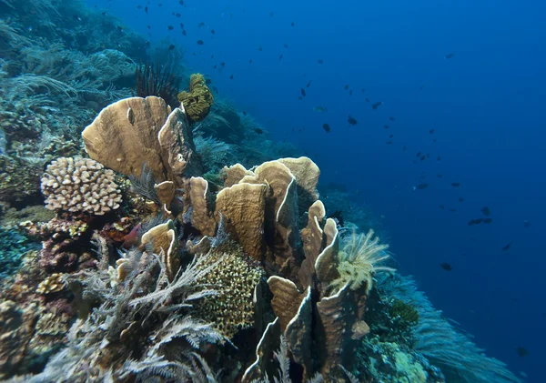 珊瑚花园印度尼西亚 — 图库照片
