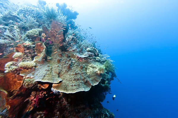 Coral jardim Indonésia — Fotografia de Stock