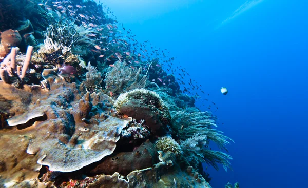 Коралловый сад Индонезии — стоковое фото