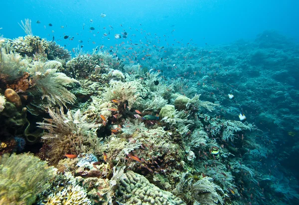 Коралові саду Індонезії — стокове фото