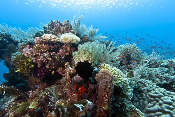 Jardin corail Indonésie — Photo