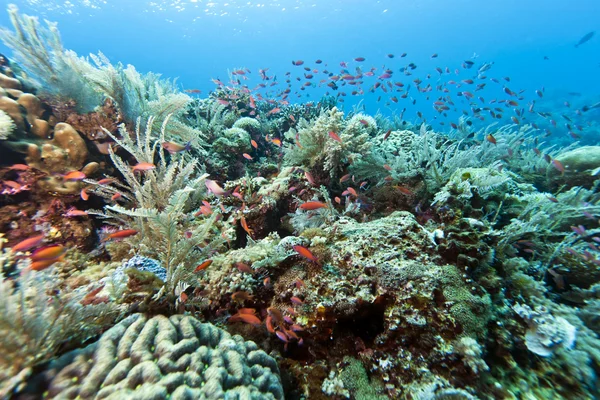 Коралові саду Індонезії — стокове фото