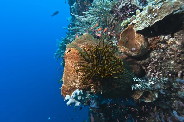 Коралловый сад Индонезии — стоковое фото